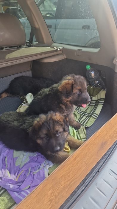 Щенки немецкая овчарка