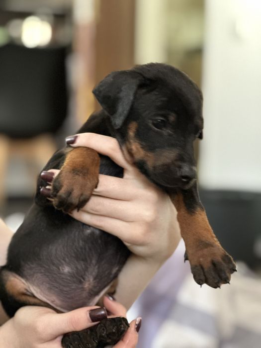 Щенки добермана