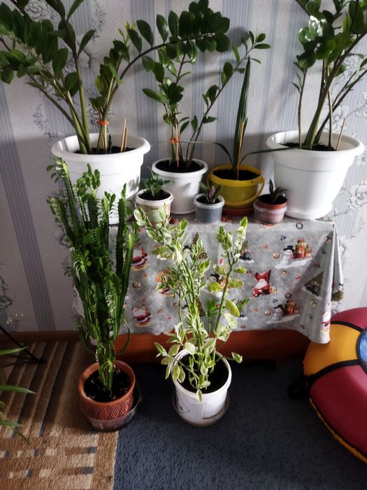 Продам комнатные цветы