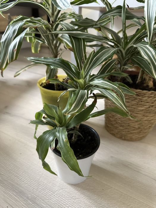 Драцена комнатная