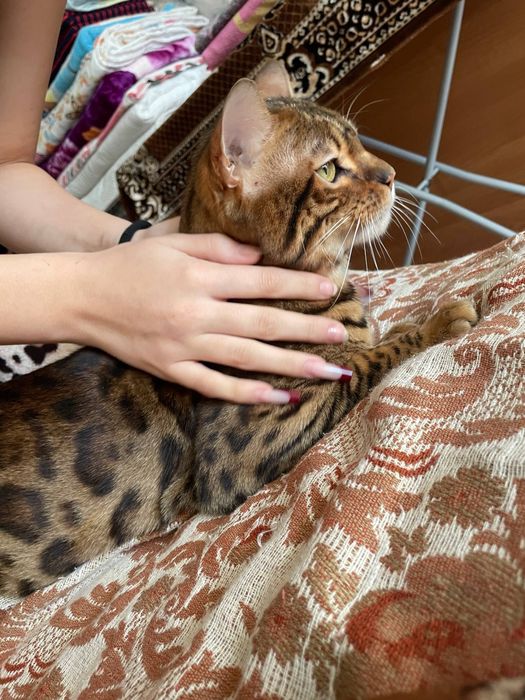 бенгальский котик