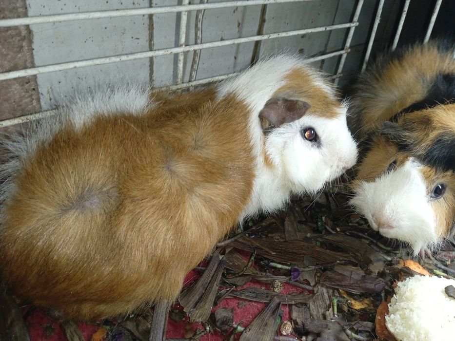 Продам морских свинок