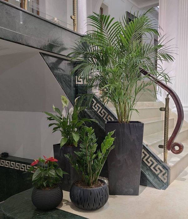 Офисные растения в горшках цветы ofis uchun gullar