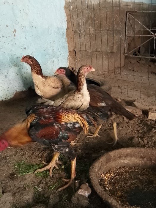 Турк саман хуроз ва товуклари сотилади