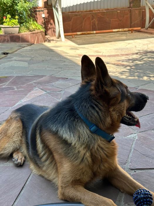 Вязка кобель немецской овчарки