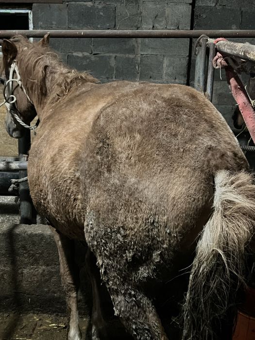 Продам жирных лошадей -жылқы семіз сатамын