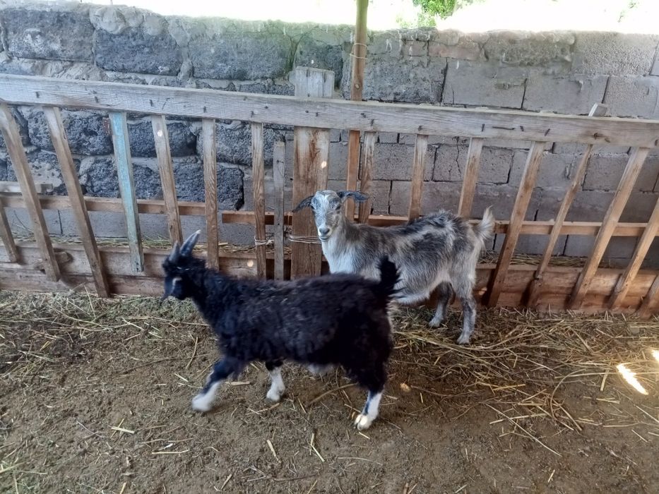 Продам коз Ешкі сатылады