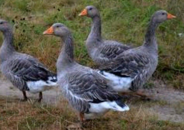 Продам домашних гусей