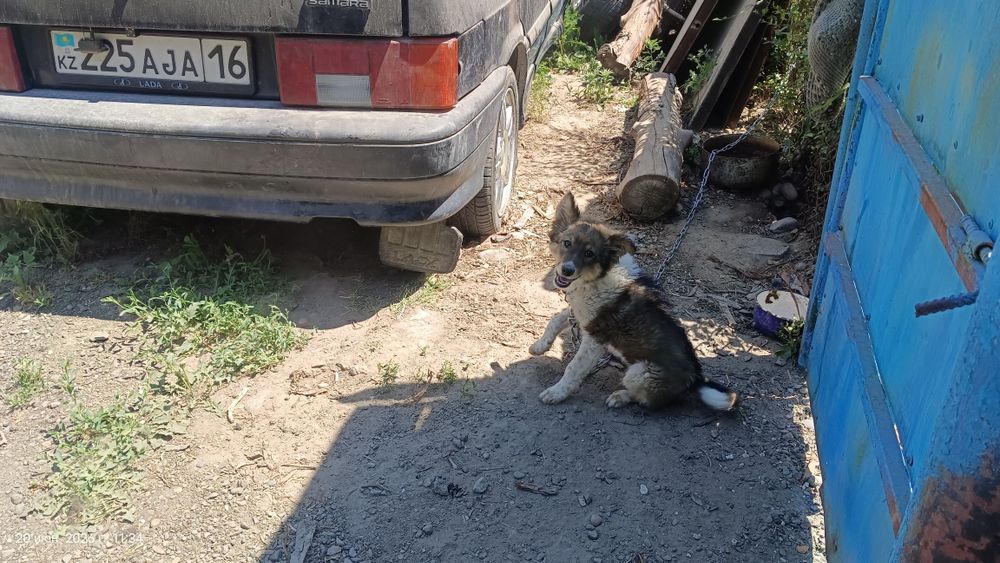 Отдадим собачку , девочка 4 месяца