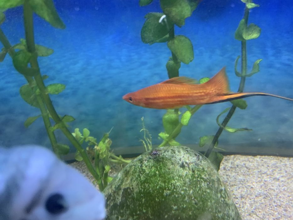 Рыбки в аквариуме