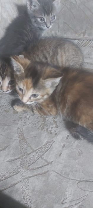 Котята от шотландской кошки