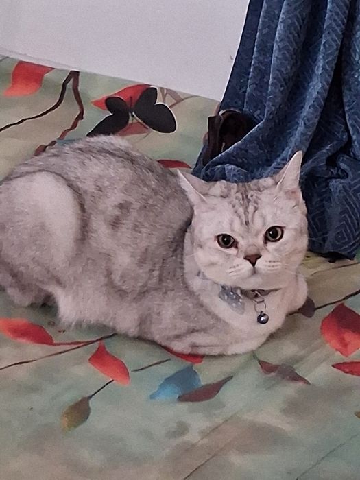 Vyazka Serebristaya shinshilla