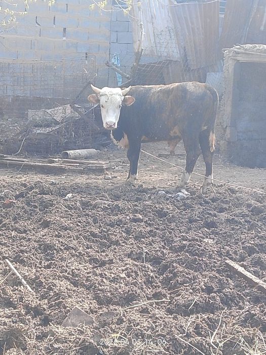 Продам хорошего быка