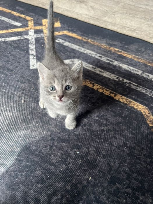 Отдам котенка в добрые руки