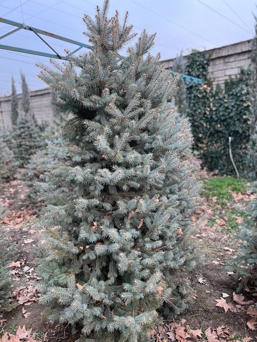 Голубой ель. . .