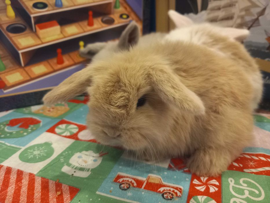 Iepure pitic de companie Iepuri Berbec pitic holland lop