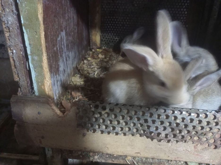 Продаются крольчата