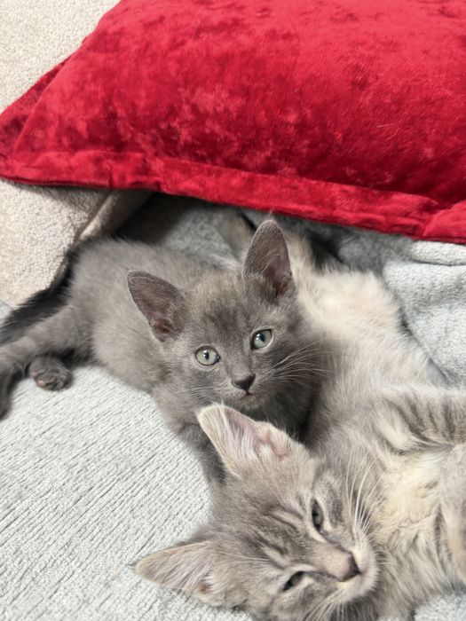 Отдаю котенка бесплатно