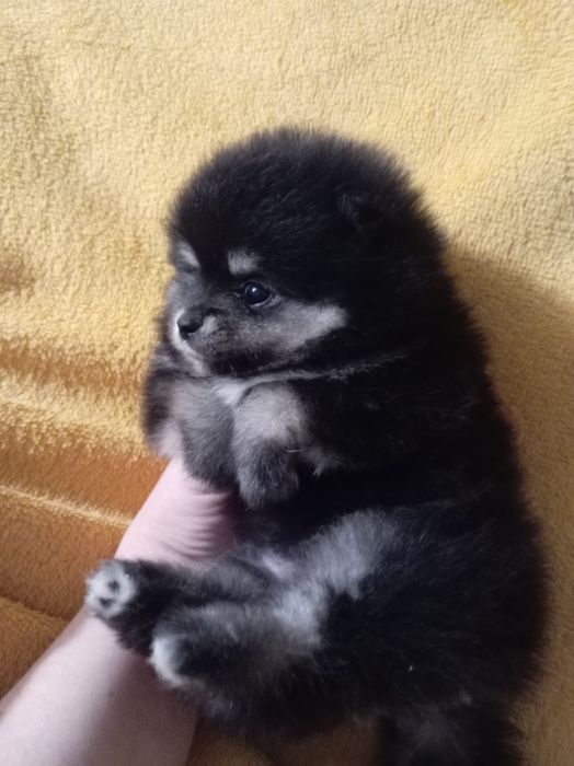 Продам щенков шпица