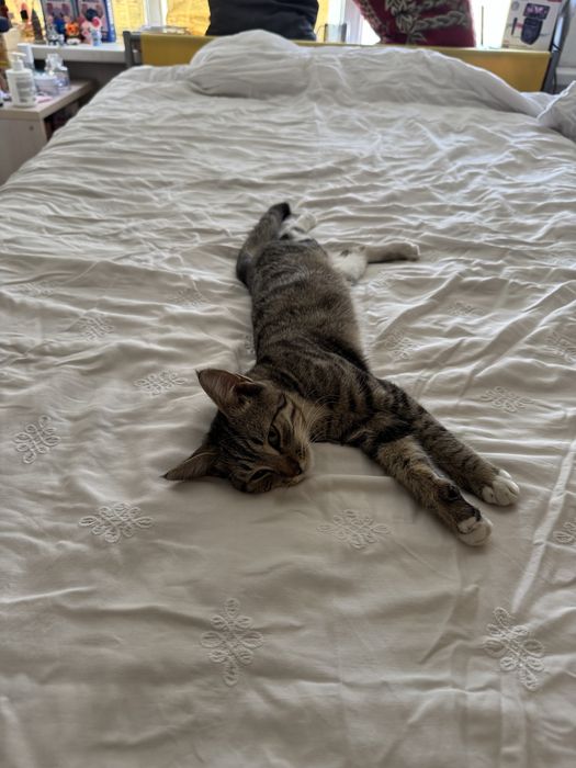 Отдам кота бесплатно