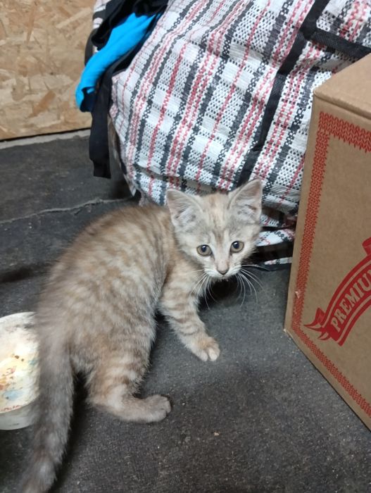 Отдам котят в хорошие руки. Возраст три месяца