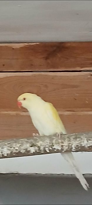 Vând micul Alexandru maturi gata de cuib .