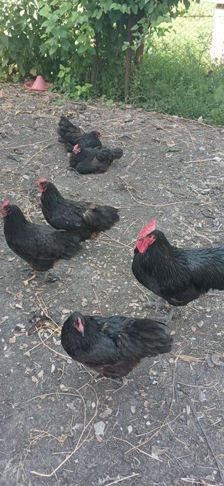 Găini australorp și ouă pentru incubat