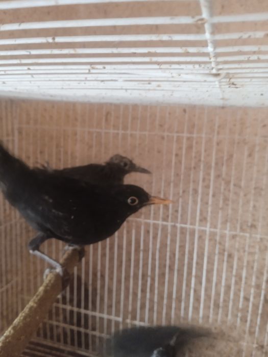 Ручные самки чёрного дрозда