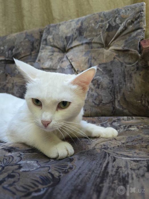 Котята ищут семьи!