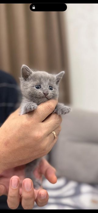 Британские котята