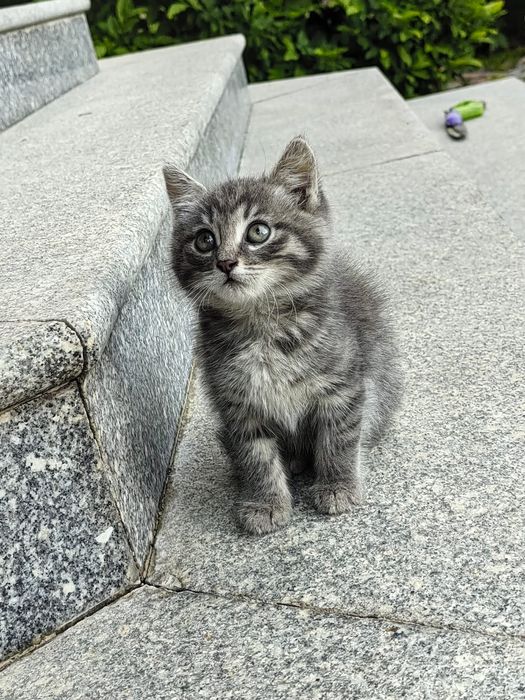 Милый котёнок ищет дом
