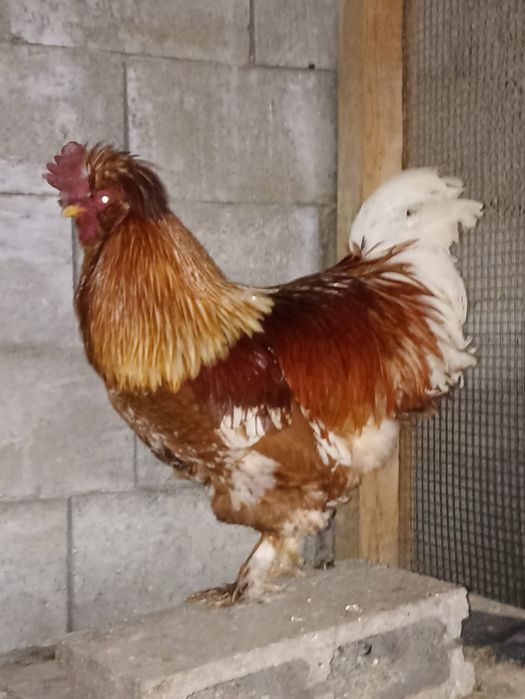 Vând 2 cocoși și 2 puicuțe