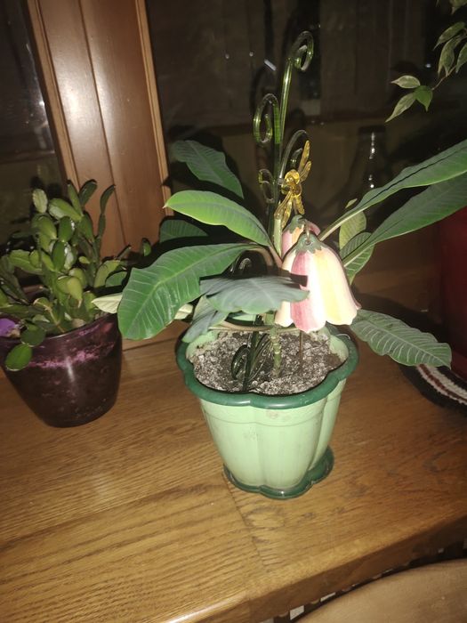 Растение Молочай