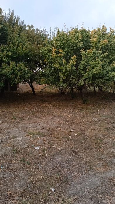 Uchastka tayyor 8 sotoxli sotiladi