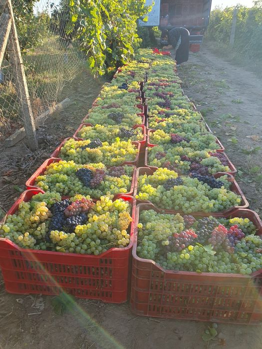 Vând struguri de vin
