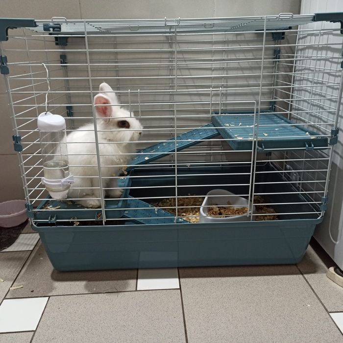 Декоративный кролик вместе с клеткой