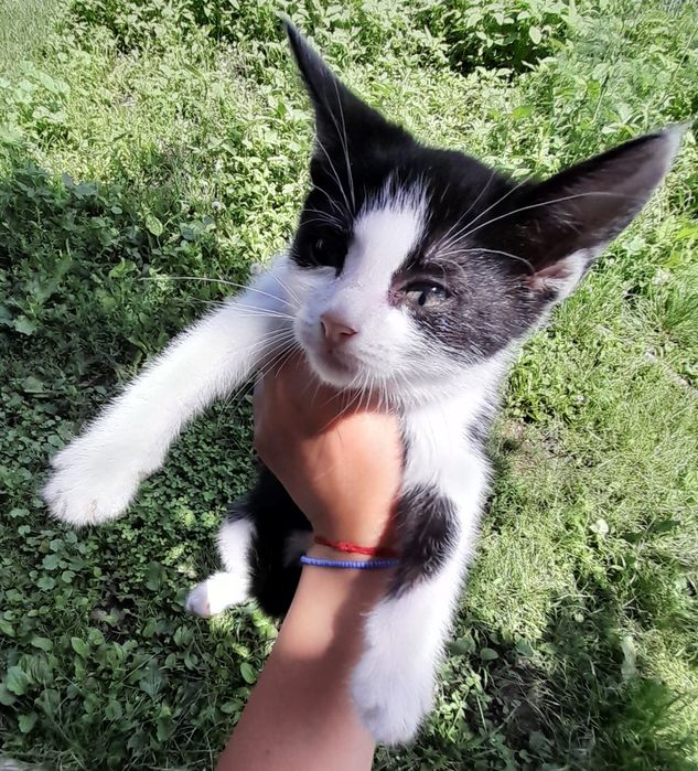 Dau spre adoptie acesti pisoiași