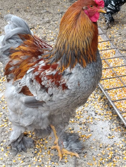 Ouă brahma pentru incubat