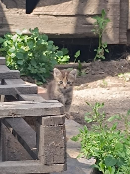 Есть котята ,от брошенной кошки