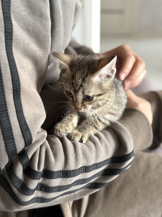 Котенок отдам в добрые руки