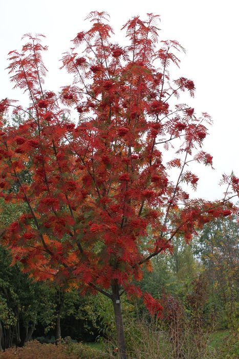 Pomi Ornamentali  sorbus dodong