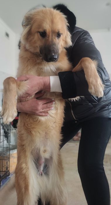 Молодой красивый кобель