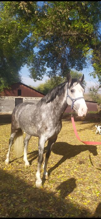 Продам.  Кобыла 2020 года рождения.
