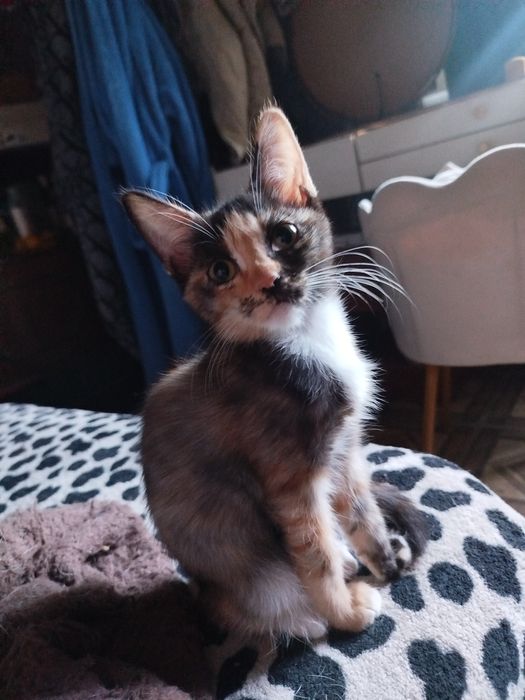 Котёнок, трехцветная девочка