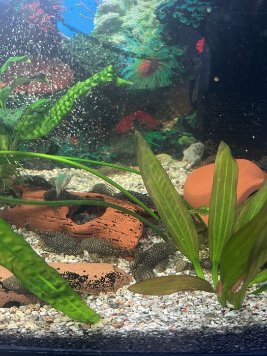 Продавам Анцитруси