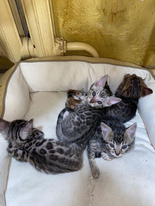 КИСИ! бенгальские котята