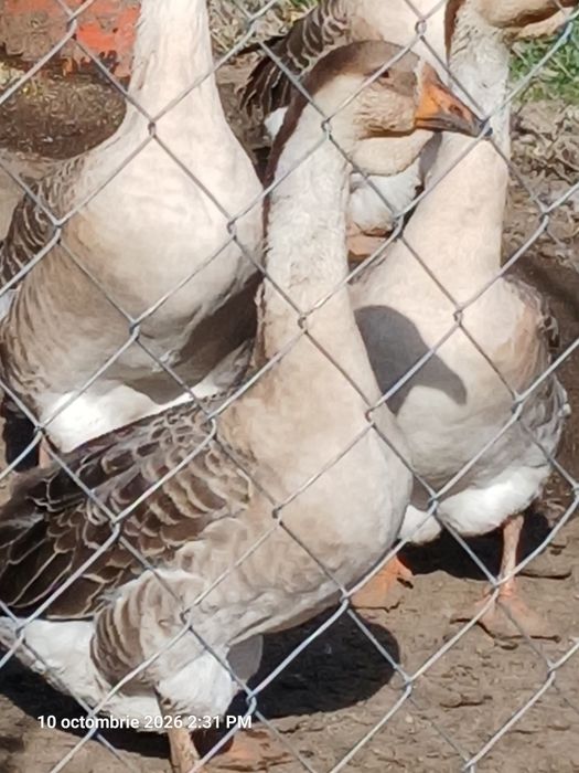 Gâște africane de vânzare.