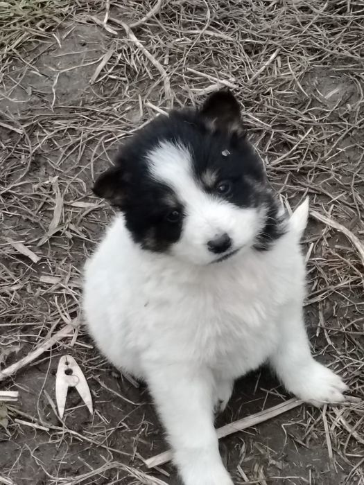 Отдам щенков,в,добрые руки