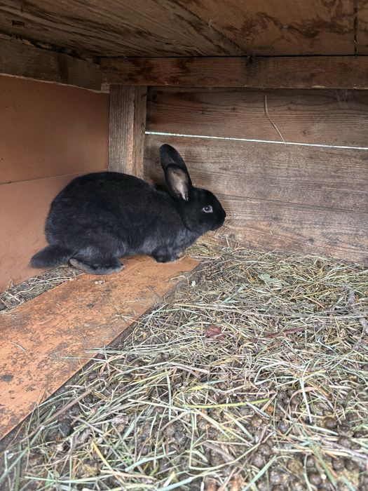 Vad doua femele de fluture german