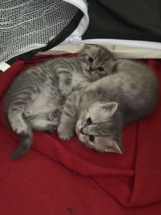 Pui Scottish Fold